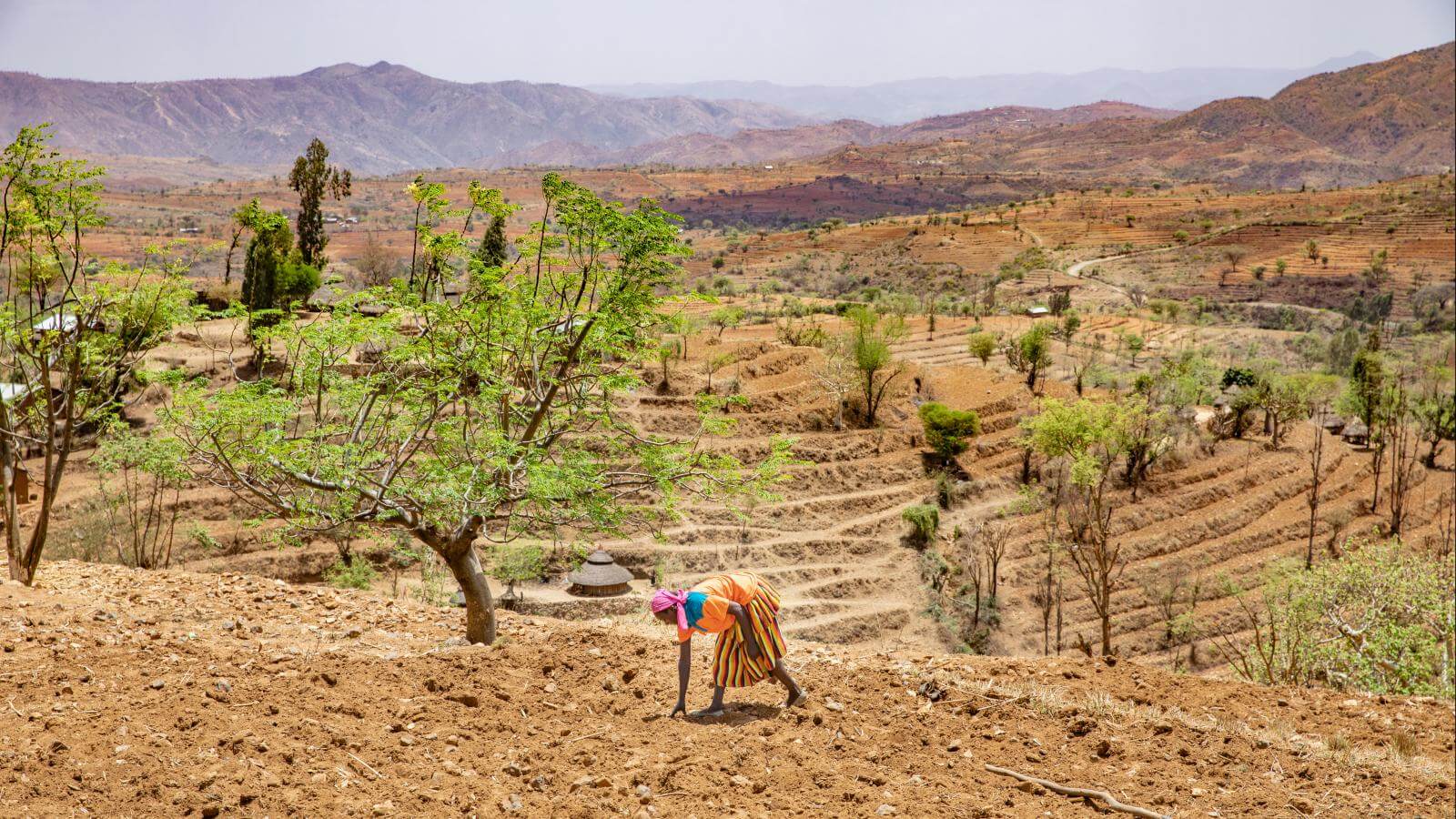 Woman farming on a terraced field.