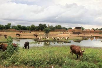 Roadside view from within the Tahoua region in Niger.