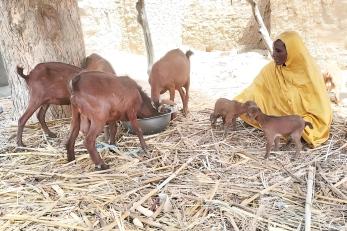 Nigerian woman tends to her goats.