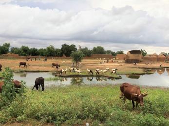 Roadside view from within the tahoua region in niger.