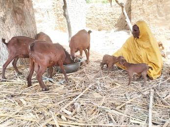 Nigerian woman tends to her goats.