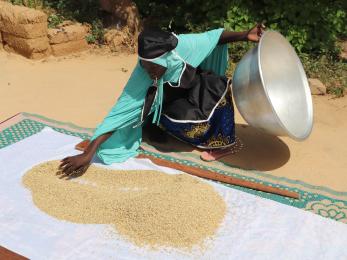 Nigerian woman working her cereal crop harvest.